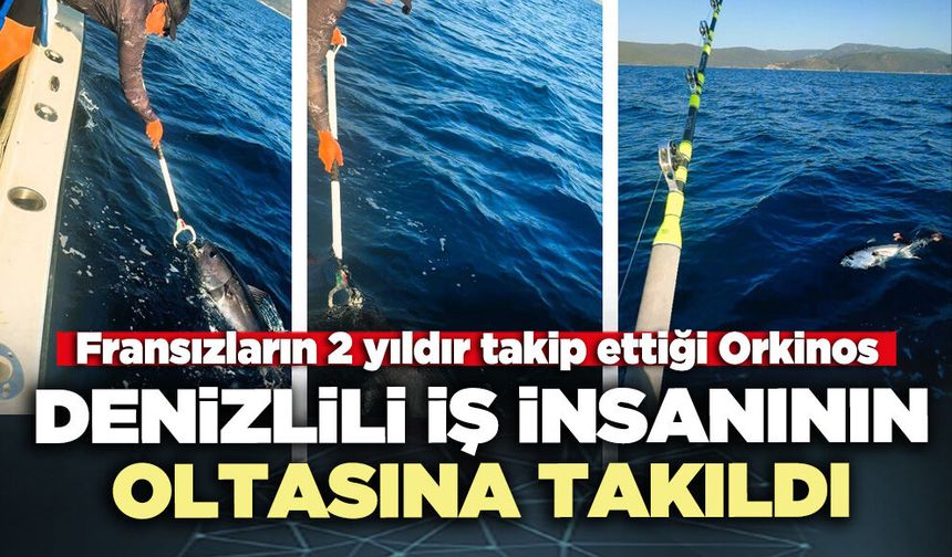 Fransızların 2 yıldır takip ettiği Orkinos Denizlili iş insanının oltasına takıldı