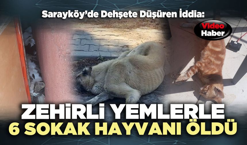 Sarayköy’de D*hşete Düşüren İddia: Zehirli yemlerle 6 sokak hayvanı öldü