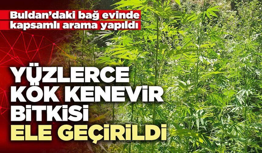 Yüzlerce kök kenevir bitkisi ele geçirildi