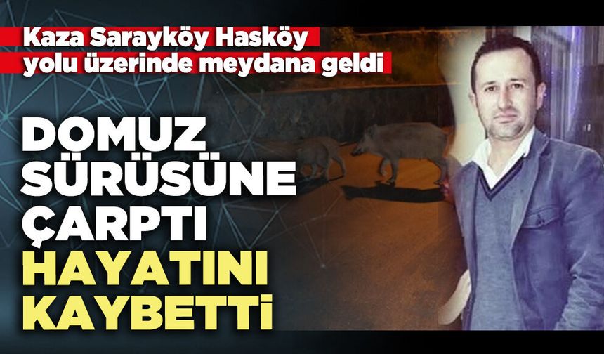 Domuz sürüsüne çarptı hayatını kaybetti