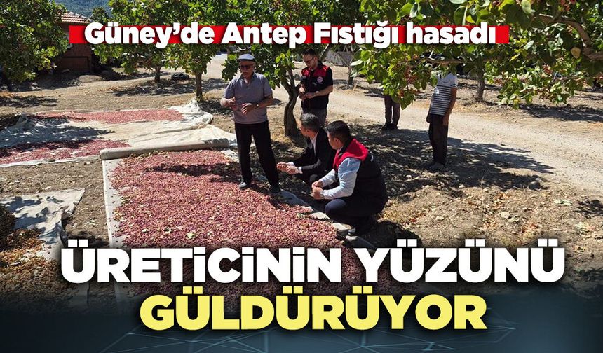 Güney’de Antep Fıstığı hasadı üreticinin yüzünü güldürüyor
