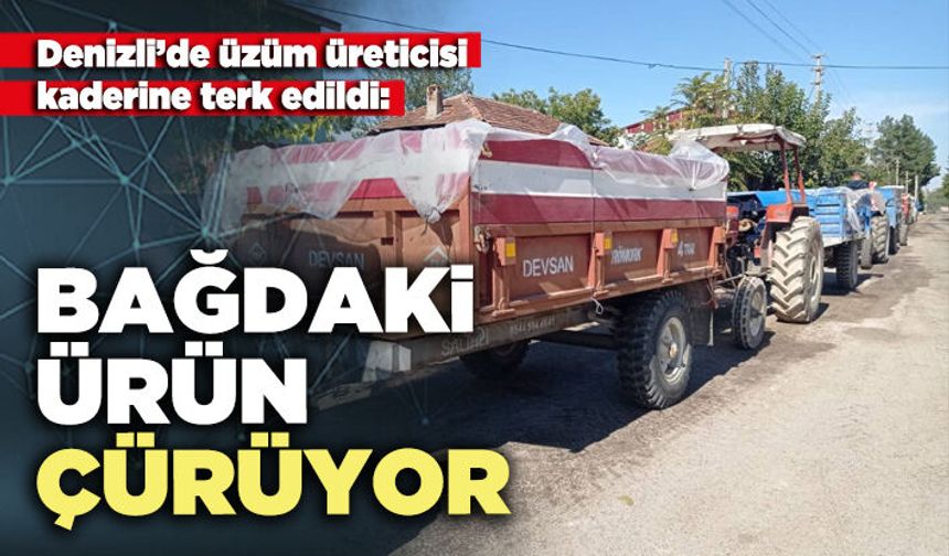 Denizli’de üzüm üreticisi kaderine terk edildi: Bağdaki ürün çürüyor