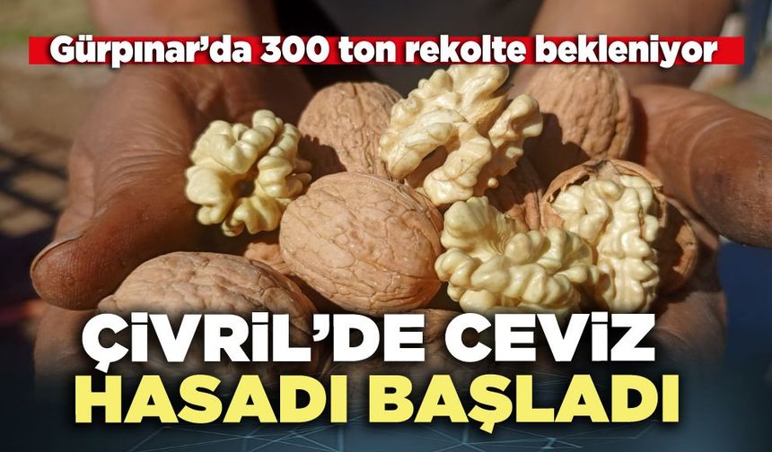 Çivril’de ceviz hasadı başladı