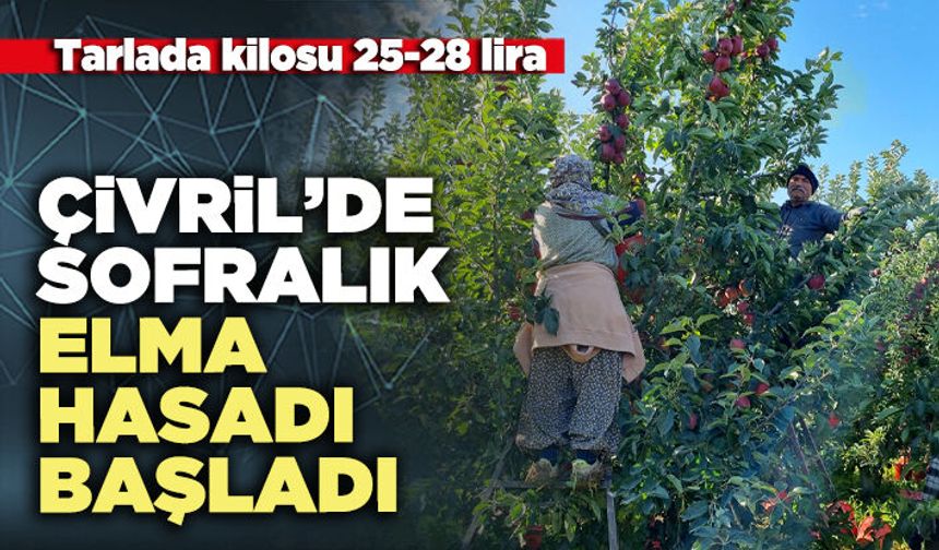 Çivril’de sofralık elma hasadı başladı