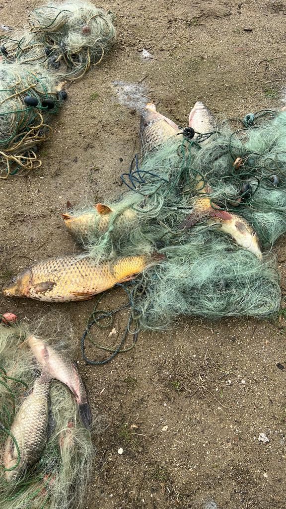 Denizli’nin Buldan ilçesinde, kaçak avcılar tarafından baraj göledine yerleştirilen bin metre ağ imha edildi. Av sezonu dışında yerleştirilen ağlara takılan balıklar, kurtarılarak yeniden suya bırakıldı.