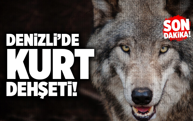 Son Dakika! Denizli’de Kurt Dehşeti! Denizli Aktüel Son Dakika