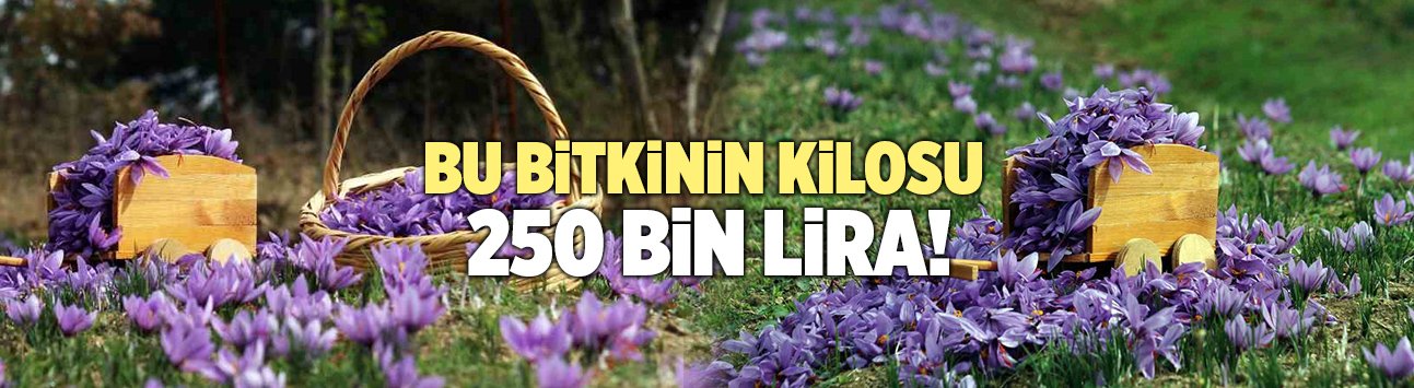 Dünyanın En Pahalı Baharatı! Kilosu 250 Bin Lira!