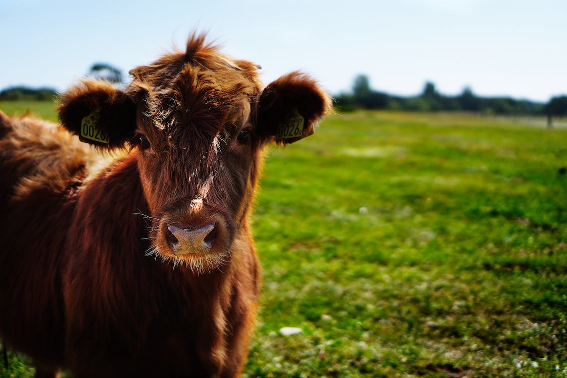 bull-calf-heifer-ko-162240