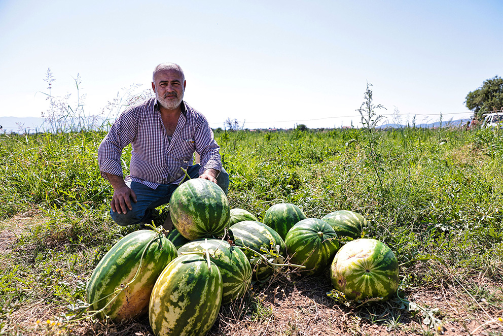 Üreticinin Imdadına Büyükşehir Yetişti (1)