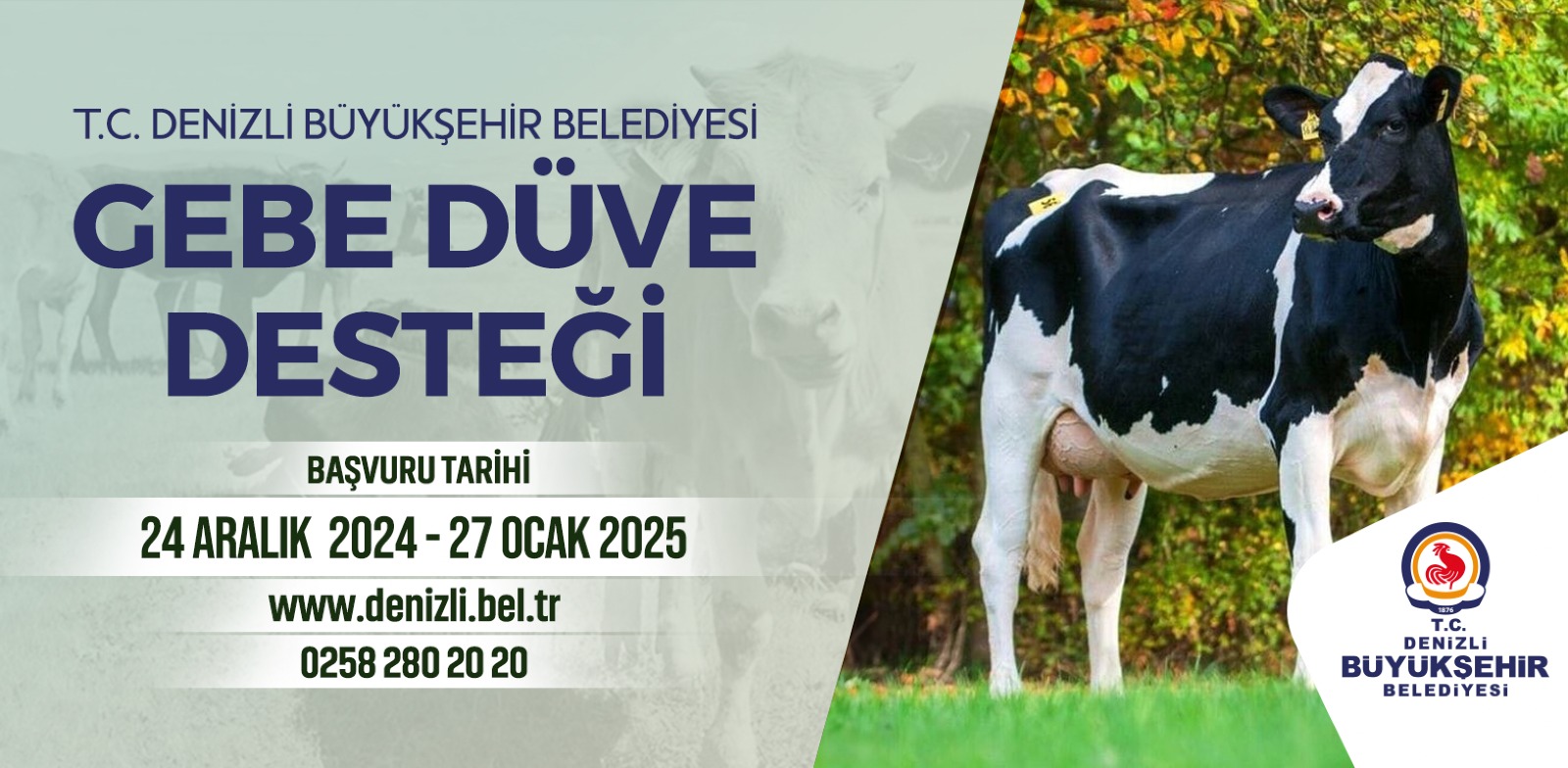 Denizli Büyükşehir’in Gebe Düve Desteği Başvuruları Başladı!