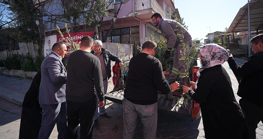 Denizli Büyükşehir’den Zeytin Fidanı Seferberliği (3)