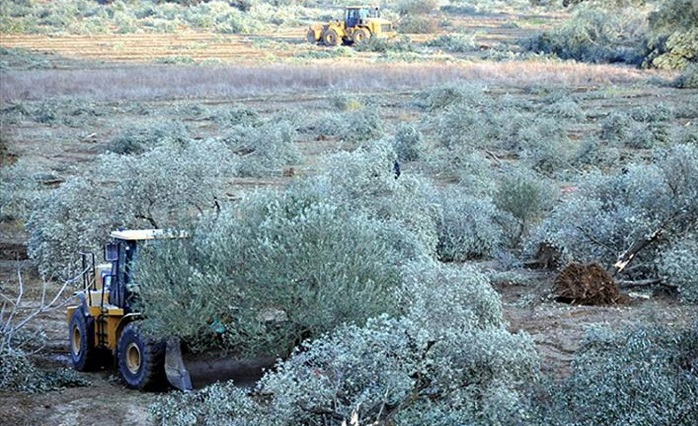 Zeytinkik