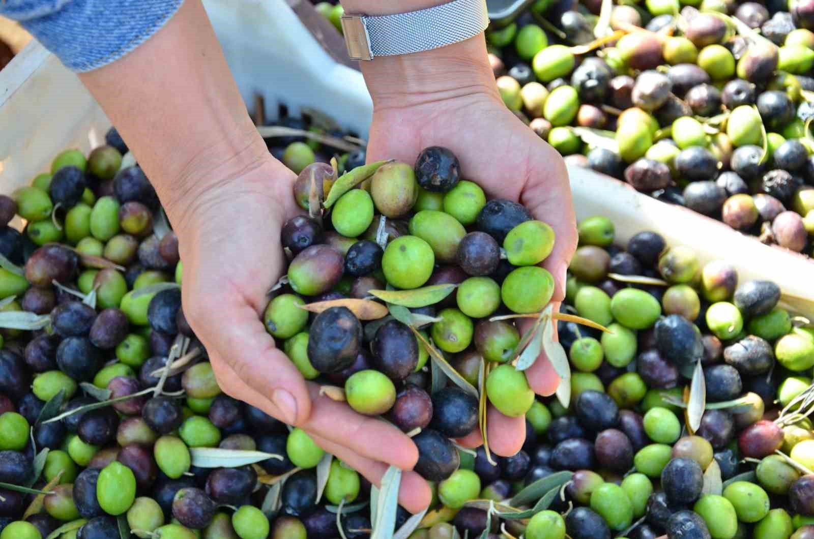 Denizli Zeytin