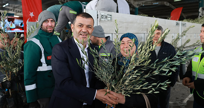 Denizli Büyükşehir’den Üreticiye 84 Bin Sertifikalı Zeytin Fidanı (1)
