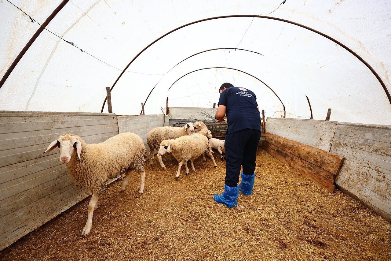 Başkan Çavuşoğlu’nun Hayvancılık Hamlesine Üreticiden Tam Not (3)