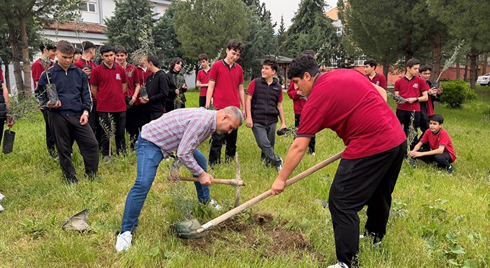 Zeytin Fidanı Dağıtım (6)