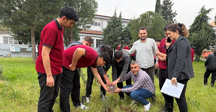 Zeytin Fidanı Dağıtım (7)