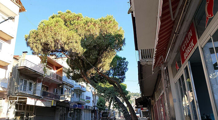 Buldan022
