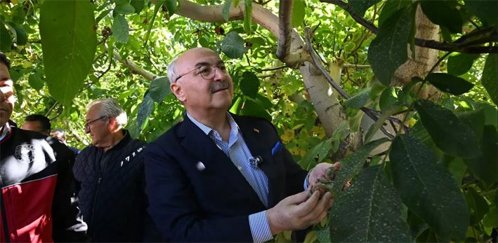Çameli Ceviz02