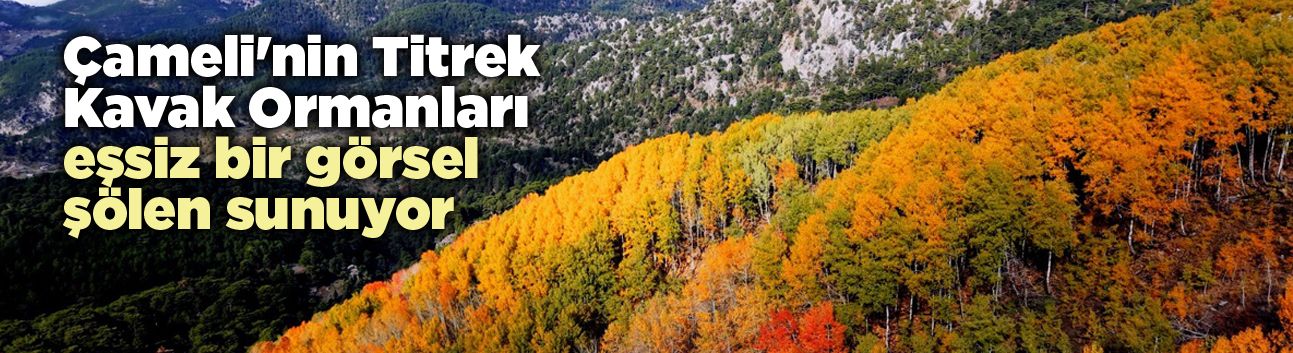 Çameli'nin Titrek Kavak Ormanları eşsiz bir görsel şölen sunuyor.