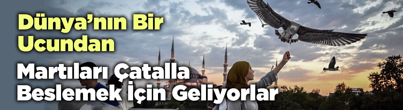 Dünya’nın Bir Ucundan Martıları Çatalla Beslemek İçin Geliyorlar